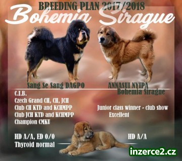 Štěňata Tibetských dog z odchovu s 23 letou tradicí_2 505295_2.jpg