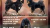 Štěňata Tibetských dog z odchovu s 23 letou tradicí 505295_t.jpg