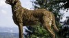 Chesapeake bay retriever 505412_t.jpg