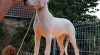 Nádherné fenky Argentinské dogy 505518_t.jpg