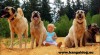 Anatolský pastevecký pes /kangal/ s PP--štěňátka 505874_t.jpg