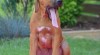 Rhodesian ridgeback s PP 506180_t.jpg
