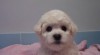 Bišonek - Bichon Frisé 506210_t.jpg