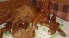 Štěňátka Vizsla 506239_t.jpg