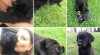 Štěňata Labrador retriever 506313_t.jpg