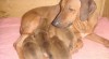 rhodeský ridgeback 50655_t.jpg
