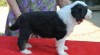 Bearded collie 506610_t.jpg