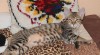 CHS Albisavannah CZ - 2 savannah koťata F7 SBT s PP 506676_t.jpg