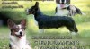 Šteniatka welsh corgi cardigan 506753_t.jpg