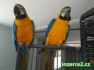 Nabídka Zlaté a Modré papoušci_1 506819_1.jpg