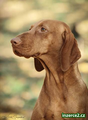 Vizsla. Štěňátka maďarských ohařů s PP_1 506892_1.jpg