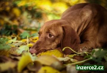 Vizsla. Štěňátka maďarských ohařů s PP_2 506892_2.jpg