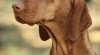 Vizsla. Štěňátka maďarských ohařů s PP 506892_t.jpg