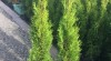 Thuja smaragd - akce - 55,-Kč/50cm 506915_t.jpg