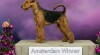 Airedale terrier 506965_t.jpg