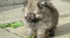 Německý špic trpasličí / Pomeranian 506988_t.jpg
