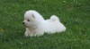 Samojed 506989_t.jpg
