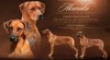 Zadáme štěňata - Rhodéský Ridgeback 506993_t.jpg