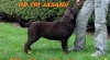 Čokoládový labrador 507085_t.jpg
