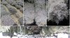 Prodám statici tatariku (Limonium tataricum) 507243_t.jpg
