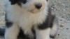 Bearded Collie 507372_t.jpg