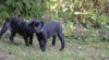 Cane corso s PP 507536_t.jpg