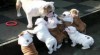 Anglické Bulldog štěňata (zdarma) 507565_t.jpg