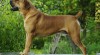 Boerboel 507608_t.jpg