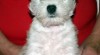 PRODÁM ŠTĚŇÁTKA WHWT - West highland white teriér 507932_t.jpg