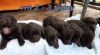 Čokoládový labrador 508002_t.jpg