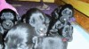 Flat coated retriever s PP 508075_t.jpg