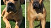 Boerboel 508100_t.jpg