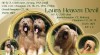 Briard - plavá štěňátka 508468_t.jpg