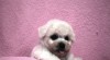 Bišonek - Bichon Frisé 508484_t.jpg