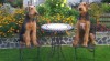 Airedale terrier 508494_t.jpg