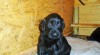 Flat coated retriever s PP 508604_t.jpg