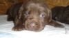 Labradorský retriever s PP čokoládový 508609_t.jpg