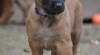PRODÁM ŠTĚNĚ, belgický ovčák-Malinois-PSA s PP, nar. 07. 09. 2017 508696_t.jpg