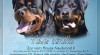 Rottweiler, RTW, Rotvajler štěňata s PP 508774_t.jpg