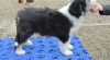 Bearded collie 508777_t.jpg