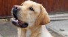Labrador štěňata ze zahraničního krytí 508781_t.jpg