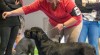 Cane corso s PP 508864_t.jpg