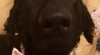 Štěně curly coated retrievera 508869_t.jpg