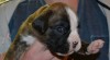 Německý boxer-štěňátka s PP 509501_t.jpg