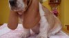 Basset hound, Basset, Baset 509661_t.jpg