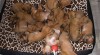 Rhodesian ridgeback s PP 509877_t.jpg