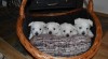 West highland white terrier (westík)- štěňata s PP 510377_t.jpg