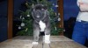 Americká akita s PP 510438_t.jpg