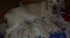 Golden retriever 510564_t.jpg