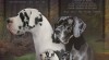 Nemecká doga 510596_t.jpg